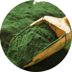 Chlorella
