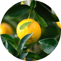 Vitamin C